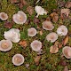 Lactarius vietus