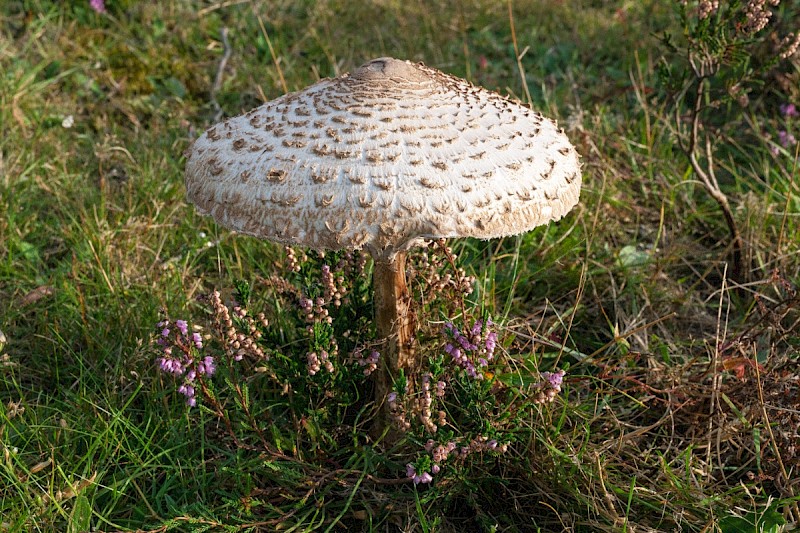 Macrolepiota procera - © Charles Hipkin