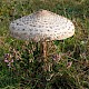 Macrolepiota procera