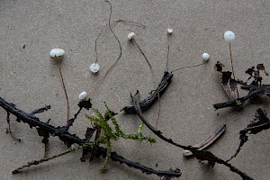 Marasmius setosus Beechleaf Parachute