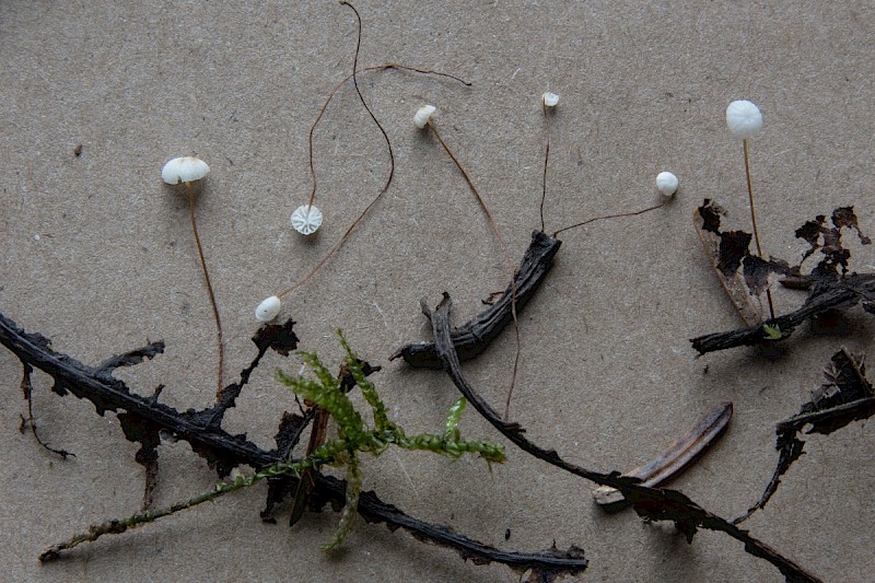 Marasmius setosus - © Charles Hipkin