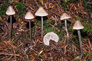 Mycena leptocephala Nitrous Bonnet