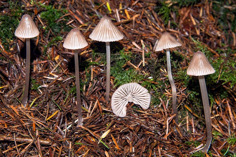 Mycena leptocephala - © Charles Hipkin