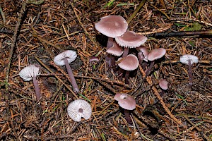 Mycena pearsoniana 