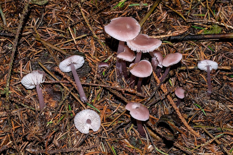 Mycena pearsoniana - © Charles Hipkin