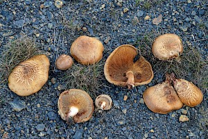 Paxillus involutus Brown Rollrim