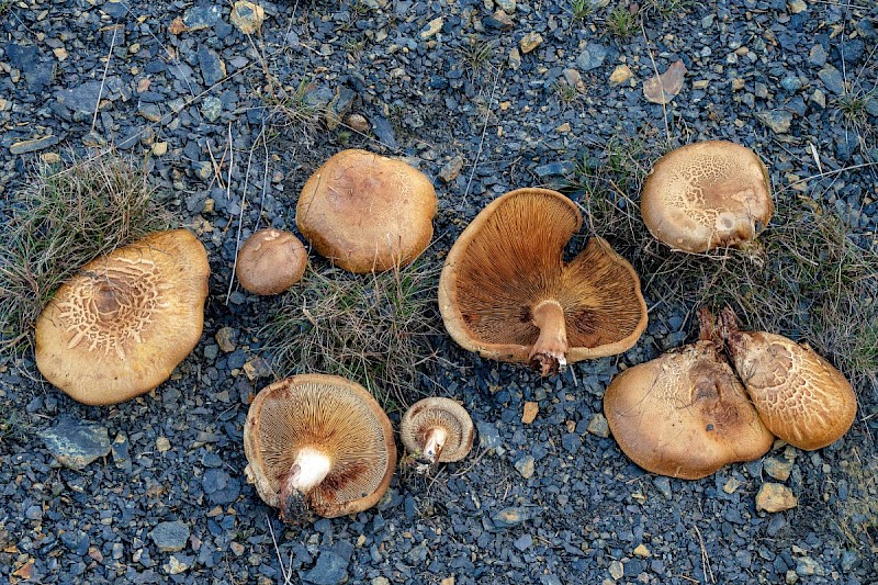 Paxillus involutus - © Charles Hipkin