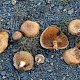 Paxillus involutus