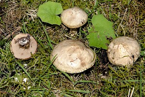 Suillus viscidus Sticky Bolete