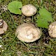 Suillus viscidus