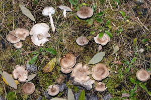 Tricholoma cingulatum Girdled Knight