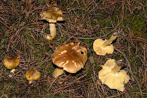 Tricholoma equestre Yellow Knight