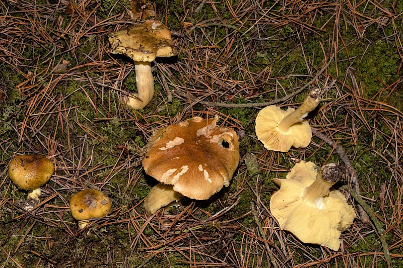 Tricholoma equestre - © Charles Hipkin