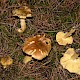 Tricholoma equestre