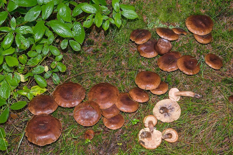 Tricholoma fulvum - © Charles Hipkin