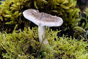 Tricholoma virgatum Ashen Knight