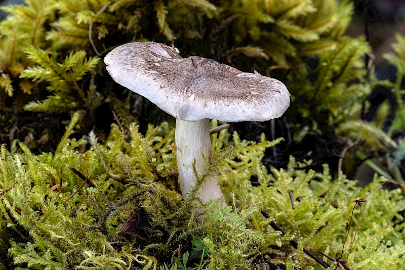 Tricholoma virgatum - © Charles Hipkin