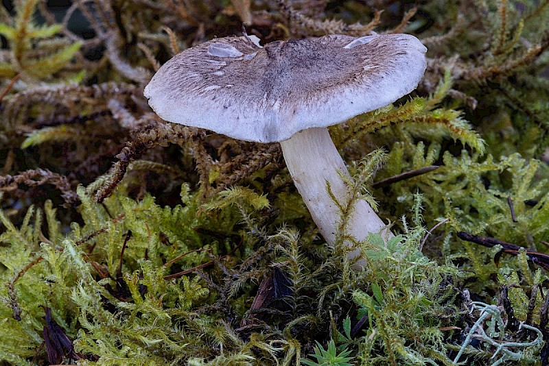 Tricholoma virgatum - © Charles Hipkin