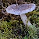 Tricholoma virgatum