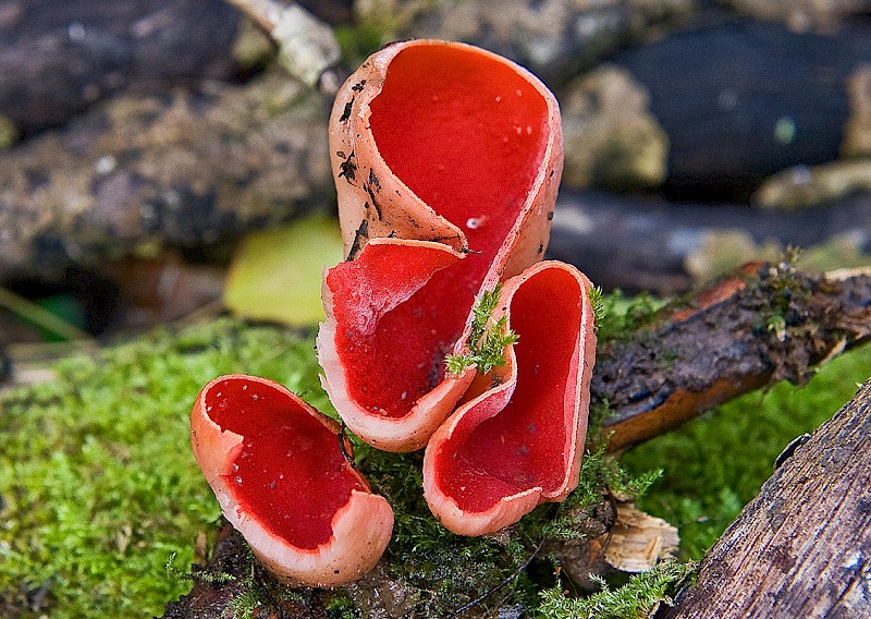 Sarcoscypha austriaca - © Charles Hipkin