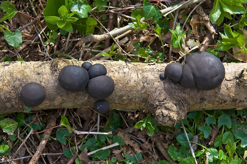 Daldinia concentrica - © Charles Hipkin