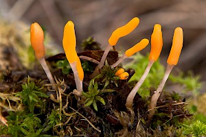 Mitrula paludosa Bog Beacon