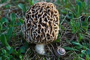 Morchellaceae