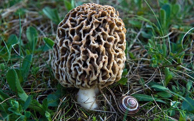 Morchella esculenta agg. - © Charles Hipkin