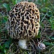 Morchella esculenta agg.