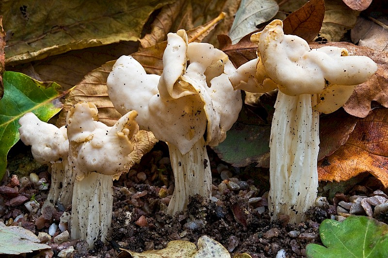 Helvella crispa - © Charles Hipkin