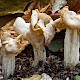 Helvella crispa