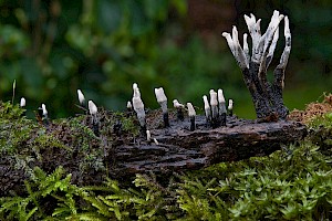 Xylaria hypoxylon Candlesnuff Fungus