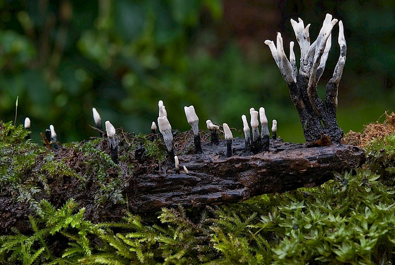 Xylaria hypoxylon - © Charles Hipkin