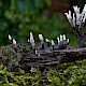 Xylaria hypoxylon