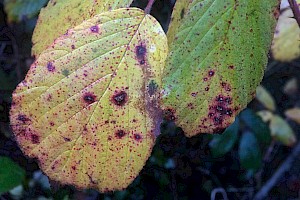 Phragmidium violaceum Violet Bramble Rust