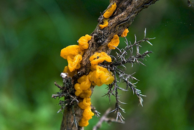 Tremella mesenterica - © Charles Hipkin