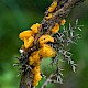 Tremella mesenterica