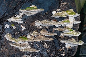 Trametes gibbosa Lumpy Bracket