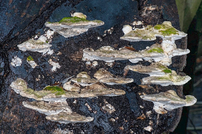 Trametes gibbosa - © Charles Hipkin