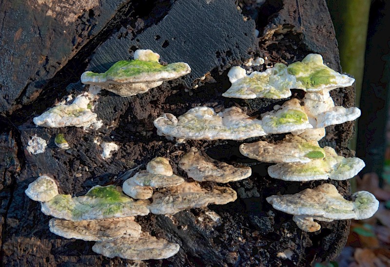 Trametes gibbosa - © Charles Hipkin