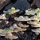 Trametes gibbosa