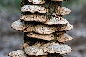 Polyporaceae