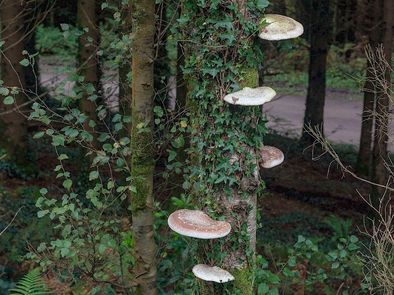 Piptoporus betulinus - © Charles Hipkin