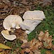 Hydnum repandum