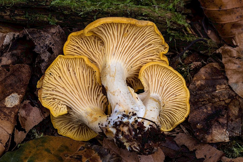 Cantharellus cibarius - © Charles Hipkin