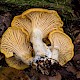 Cantharellus cibarius