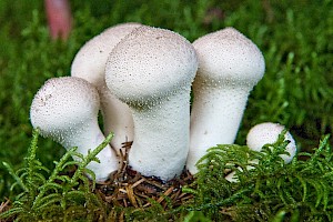 Lycoperdon perlatum Common Puffball