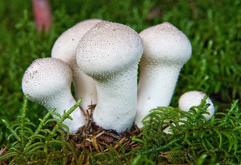 Lycoperdon perlatum - © Charles Hipkin