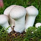 Lycoperdon perlatum