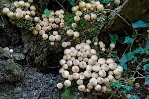 Lycoperdon pyriforme Stump Puffball